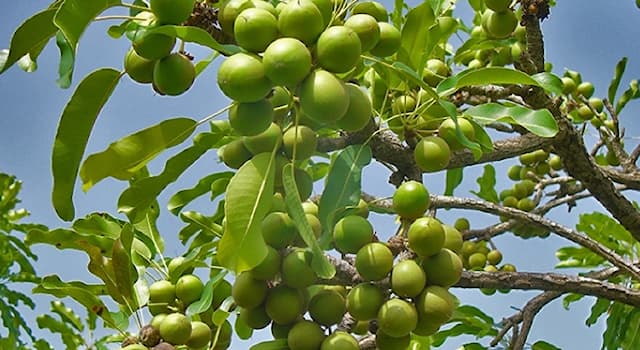 natura Pytanie-Ciekawostka: Jakie drzewo orzechowe ma wielkie kosmetyczne i lecznicze zalety?