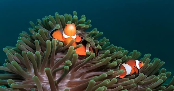 Naturaleza Pregunta Trivia: ¿Qué criaturas marinas se protegen mutuamente de los depredadores?