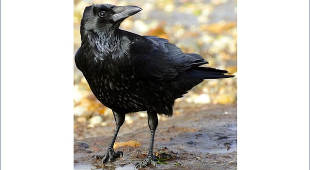 What Is The Purpose Of The Association Of Old Crows 