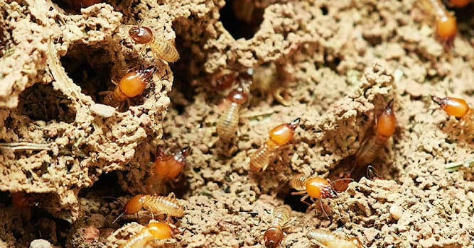 Nature Trivia Question: Which of these animals' diet consists almost exclusively of termites?