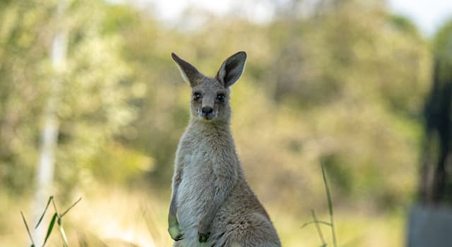 Nature Question: Quel est le nom d'un bébé kangourou ?