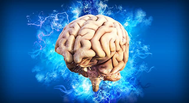Scienza Domande: Quale dei seguenti è nel cervello umano?