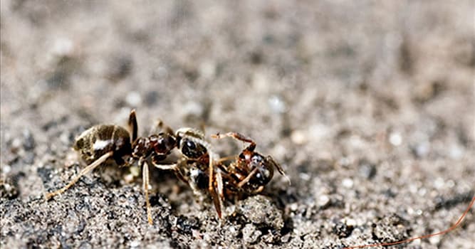 Natura Domande: Negli insetti sociali come formiche, api, vespe e termiti cosa significa necroforesi?