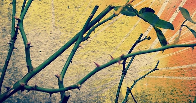 Natuur Trivia Vraag: Welke bloem wordt vaak herkend aan haar doornen?