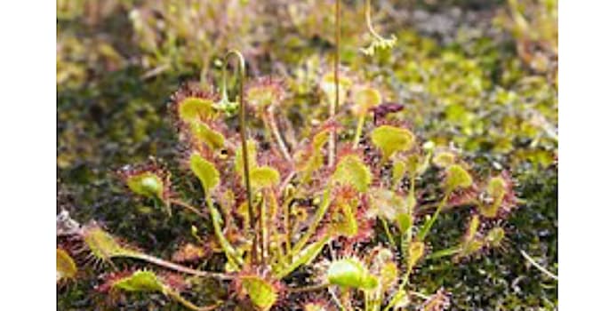 natura Pytanie-Ciekawostka: Co to za roślina?