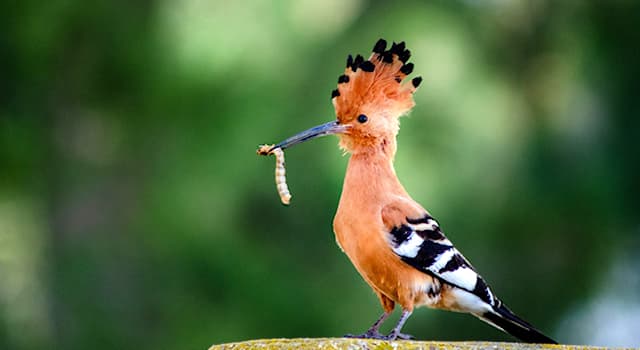 Nature Question: Comment s’appelle ce bel oiseau migrateur du genre upupa ?
