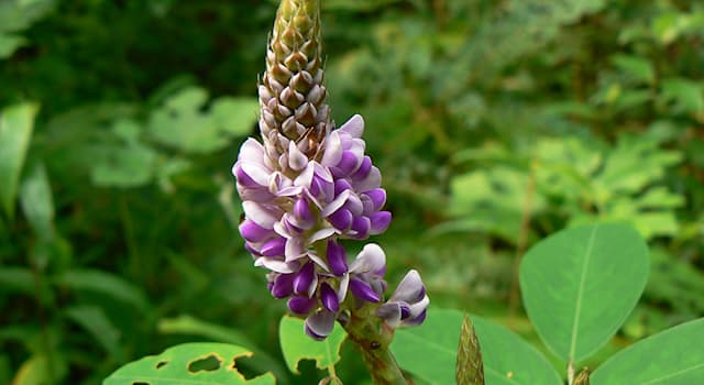 Nature Question: Comment s’appelle ce genre de plantes dicotylédones de la famille des Fabaceae ?
