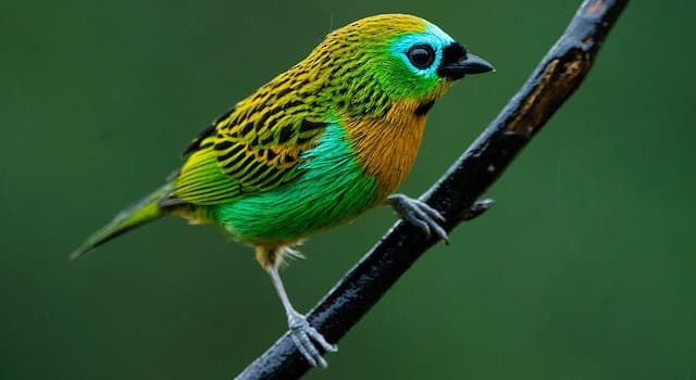 Nature Question: Comment s’appelle cette espèce d'oiseau de la famille des Thraupidae ?