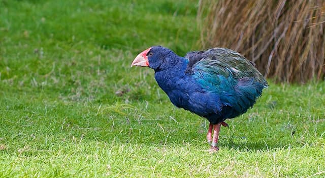 Nature Question: Comment s’appelle cette espèce d'oiseau endémique de l'Île du Sud de la Nouvelle-Zélande ?