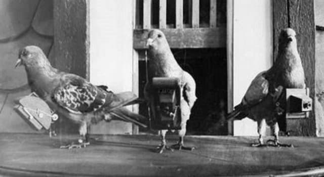 Cultura Pregunta Trivia: ¿Cómo se denomina el mensaje transportado por las palomas mensajeras?
