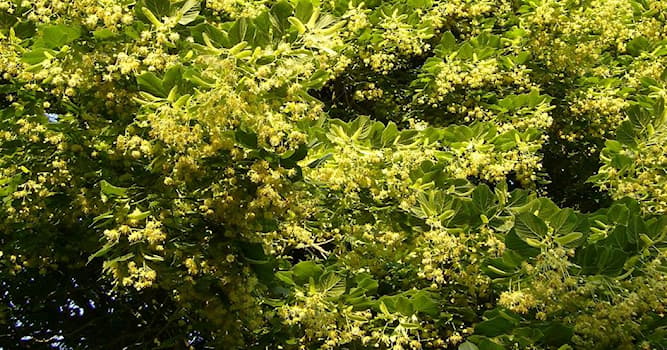 Nature Question: Quel arbre a des fleurs jaunes parfumées utilisées pour le thé ?