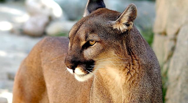 Natur Wissensfrage: Wo leben Pumas?