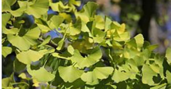 natura Pytanie-Ciekawostka: Ginkgo biloba to z łaciny nazwa której rośliny?