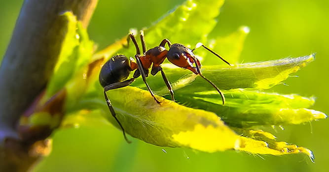 natura Pytanie-Ciekawostka: Ile żyje królowa mrówek?