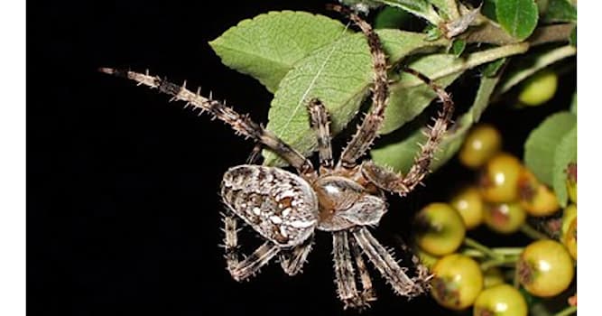 natura Pytanie-Ciekawostka: Jaki to gatunek pająka?