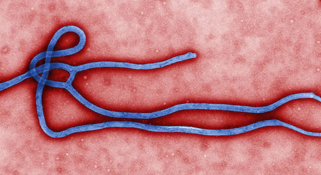 Scienza Domande: L'infezione da Ebola colpisce principalmente quale continente?