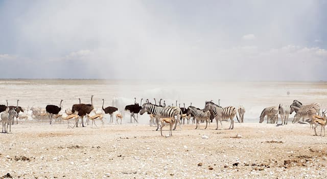 Geographie Wissensfrage: In welchem Land liegt der Etosha-Nationalpark?