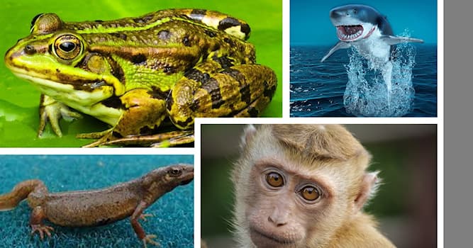 Nature Trivia Question: Which of the following animals is warm-blooded?