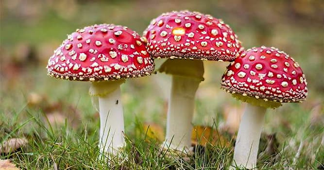 природа Запитання-цікавинка: Як називається гриб, що зображений на фото?