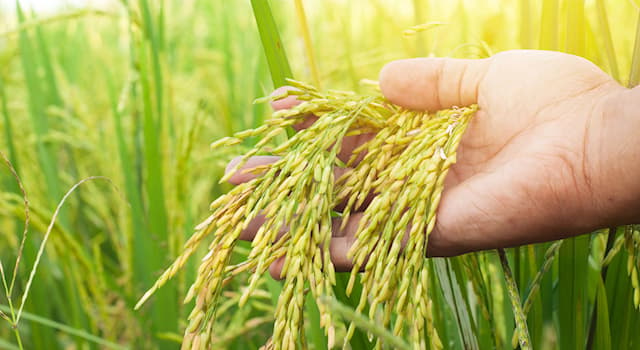 Nature Question: A quelle famille de plantes appartient le riz ?