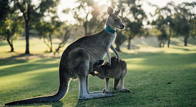 Doğa Trivia Sorusu: Bir Kangurunun Temel Besin Kaynağı Nedir?