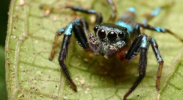 Nature Question: Comment s’appelle ce genre d'araignée aranéomorphe de la famille des Salticidae ?