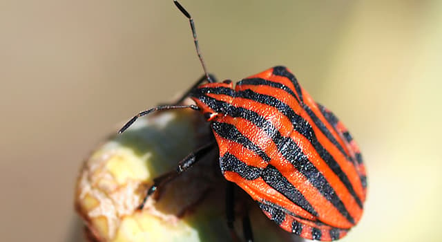 Nature Question: Comment s’appelle ce genre d'insectes hétéroptères de la famille des Pentatomidae ?