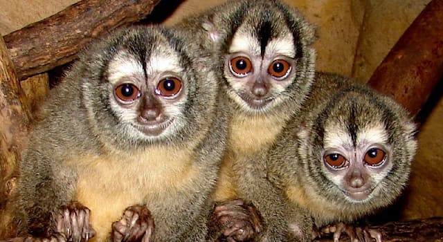 Nature Question: Comment s’appelle ce primate nocturne du genre Aotus ?