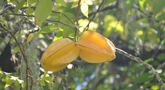 Nature Question: Comment s’appelle cet arbre de la famille des Oxalidacées dont le fruit est la pomme de Goa ?