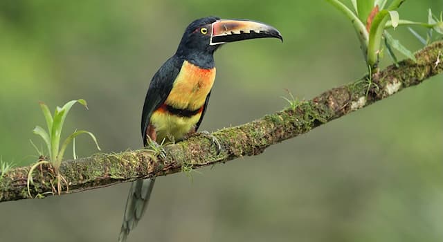 Nature Question: Comment s’appelle cette espèce d'oiseau de la famille des Ramphastidae ?
