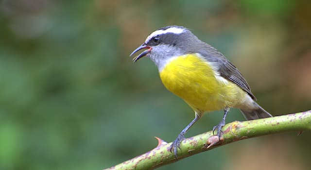 Nature Question: Comment s’appelle cette espèce d'oiseaux de l'ordre des Passeriformes ?