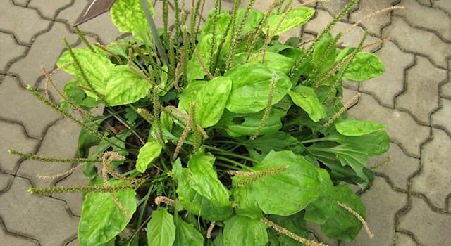 Natur Triviafråga: Vad heter denna fleråriga ört från familjen Plantaginaceae?