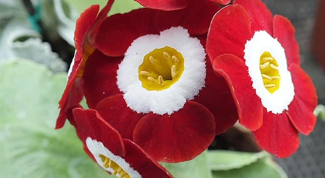 Nature Question: Comment s’appelle cette plante vivace de la famille des Primulacées ?