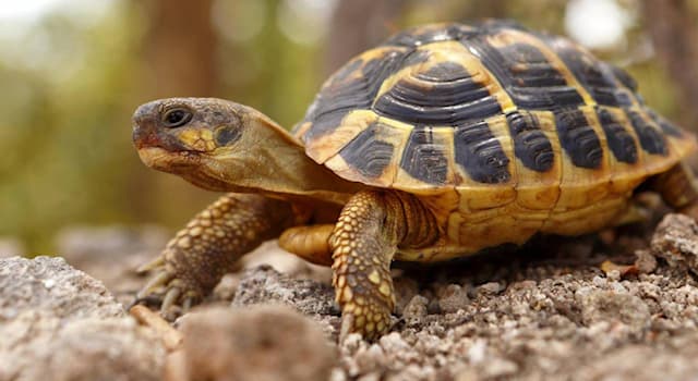 Nature Question: Comment savoir si une tortue est mâle ou femelle ?