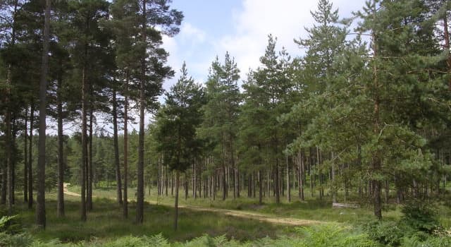 Natuur Trivia Vraag: Welke vorm bladeren hebben coniferen?