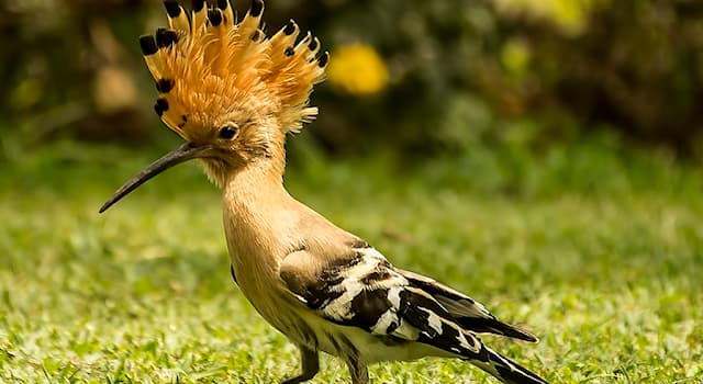 natura Pytanie-Ciekawostka: Do czego służy dziób Dudka?