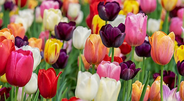 Nature Question: En botanique, à quelle famille appartiennent les tulipes ?