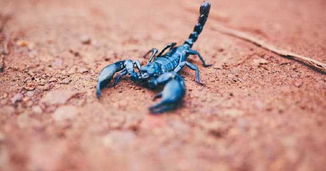 Nature Question: En moyenne, combien de petits compte une portée de scorpions ?