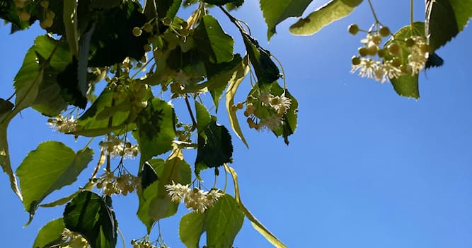 natura Pytanie-Ciekawostka: Entomologia jest nauką której przedmiotem badań są?