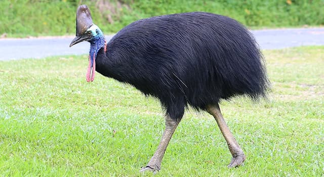 natura Pytanie-Ciekawostka: Gdzie żyją kazuary?