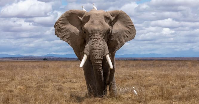 Natuur Trivia Vraag: Hoeveel knieën heeft een olifant?