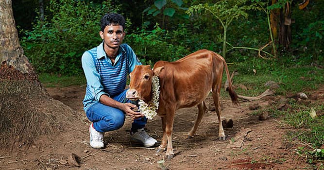 Natuur Trivia Vraag: In welk land wordt dit dier als heilig beschouwd?