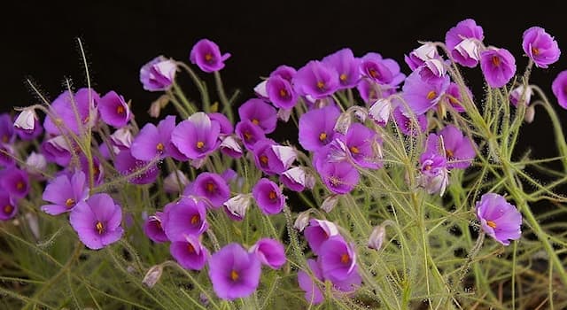 natura Pytanie-Ciekawostka: Jak nazywa się owadożerna roślina z fotografii?