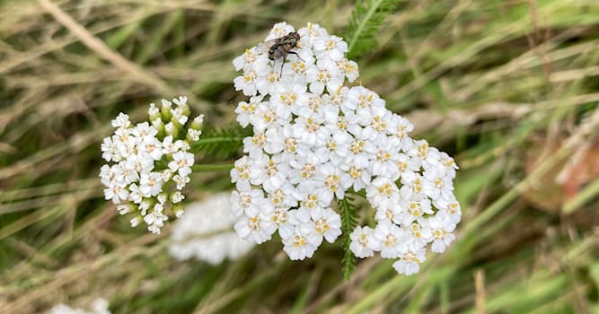 natura Pytanie-Ciekawostka: Jak nazywa się ta roślina?