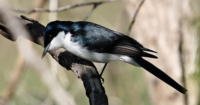 natura Pytanie-Ciekawostka: Jak nazywa się ten dziwny ptak?