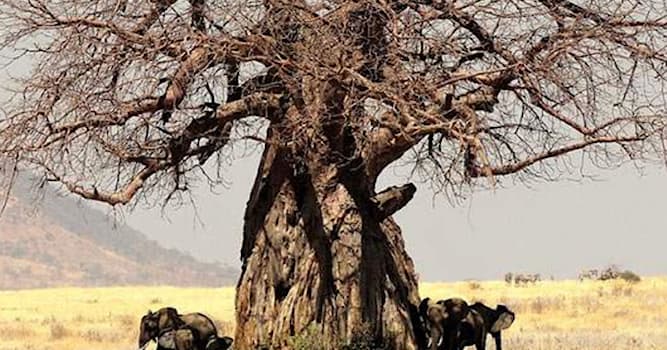 Kultura Pytanie-Ciekawostka: Jak Staś i Nel - bohaterowie książki pt.,,W pustyni i w puszczy’’ nazwali baobab, w którym się schronili?