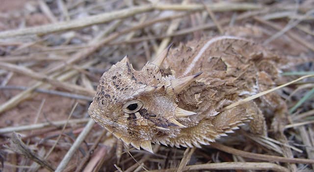 natura Pytanie-Ciekawostka: Jakie zwierzę, w przypadku zagrożenia potrafi strzelać strumieniami krwi z oczu?