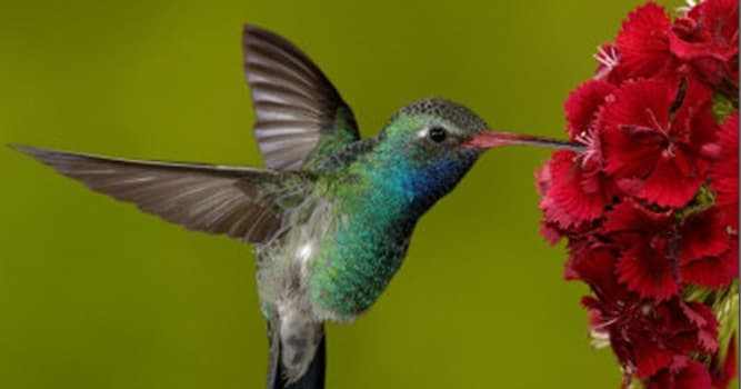 Natuur Trivia Vraag: Welke vogel is een symbool van liefde in sommige Indiaanse culturen?