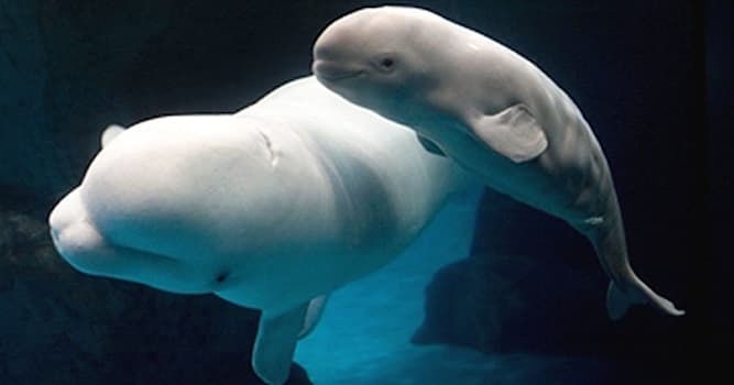 Natura Domande: Quale di questi fatti è vero riguardo ai beluga?