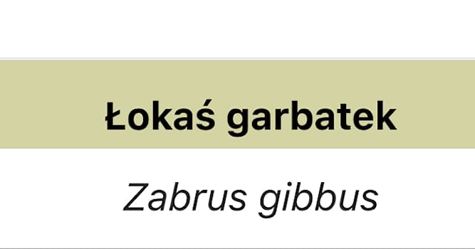 natura Pytanie-Ciekawostka: Łokaś garbatek to?